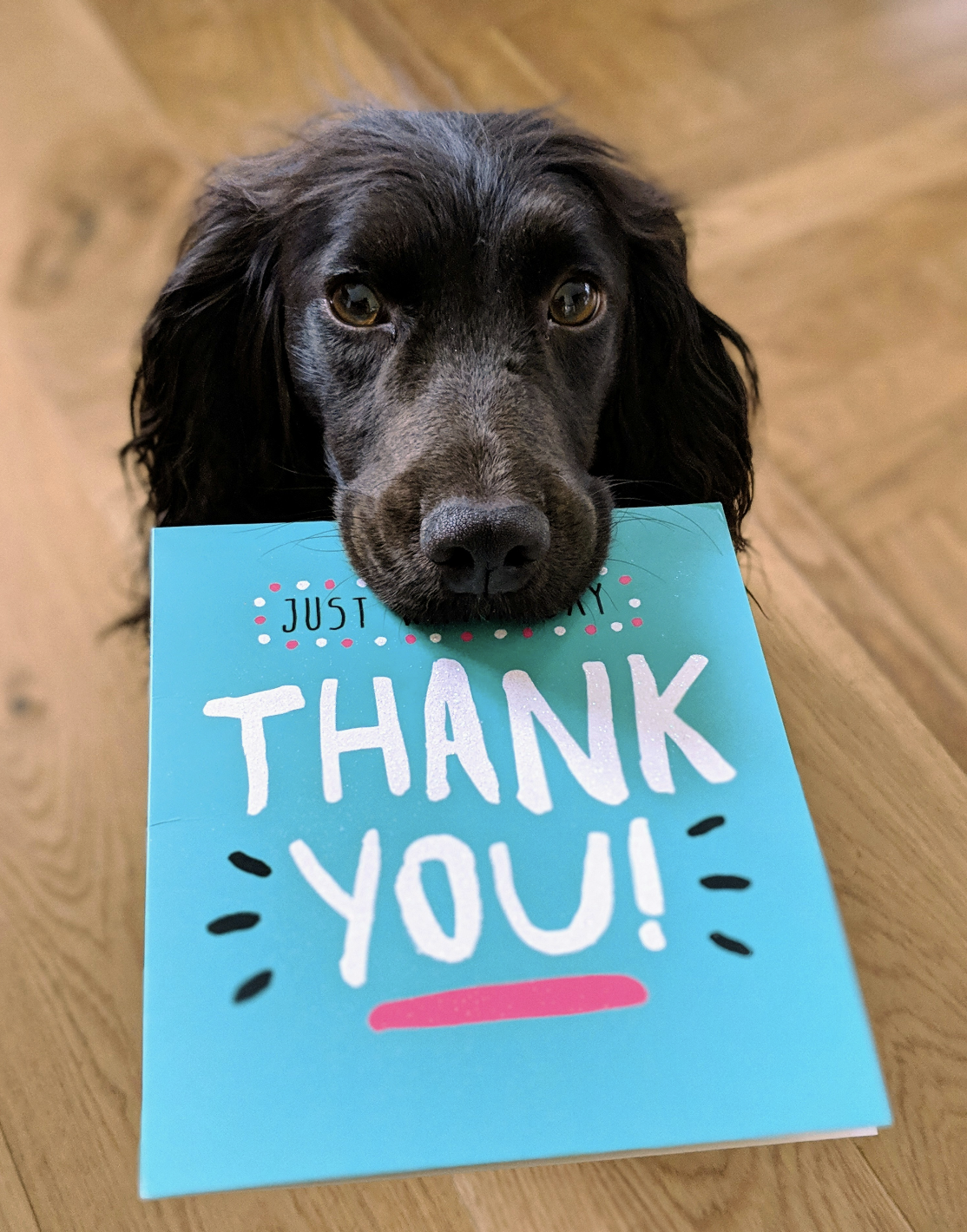 A beautiful black cocker spaniel holds a thank you card for you